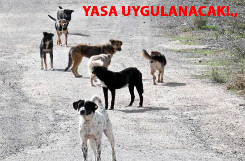 Sahipsiz köpeklere, ilgili yasa uygulanacak