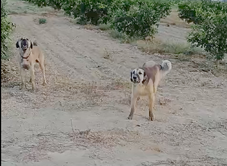 Silifke Ovasında köpek saldırıları çoğaldı!..